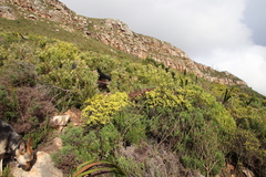 Aspalathus ericifolia ericifolia