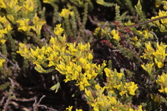 Aspalathus ericifolia ericifolia