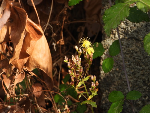Hypericum undulatum (Hypericum undulatum)