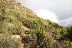 Aspalathus ericifolia ericifolia
