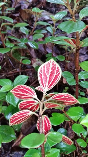 thickleaf peperomia (Peperomia hypoleuca)