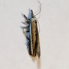 Pima albiplagiatella