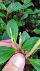 Peperomia hypoleuca