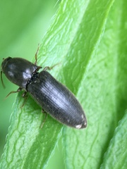 Agriotes
