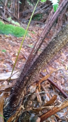 Hapu'u li (Cibotium menziesii)