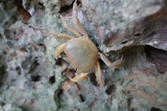 Geothelphusa albogilva