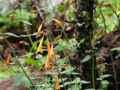 Agastache aurantiaca, photograph author not stated, no rights reserved