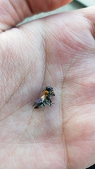 Megachile umbripennis