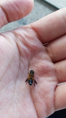 Megachile umbripennis