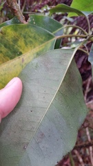 Cheirodendron trigynum