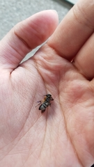 Megachile umbripennis