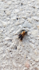 Megachile umbripennis