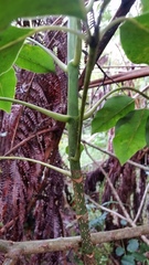 Cheirodendron trigynum