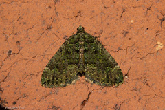 Austrocidaria callichlora