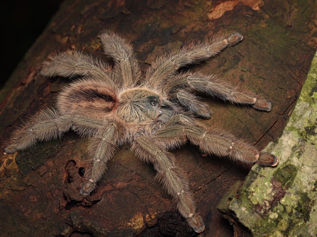 Amazon Ribbed Tarantula