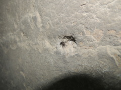 Segestria senoculata