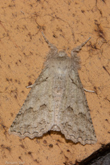 Declana niveata