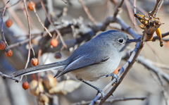 Polioptila nigriceps