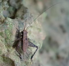 Cardiodactylus guttulus