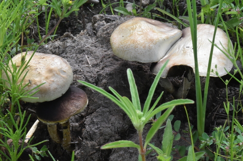 Golden Teacher (Psilocybe cubensis)