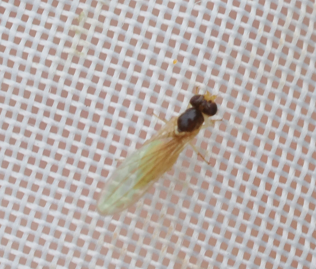 Asteia concinna
