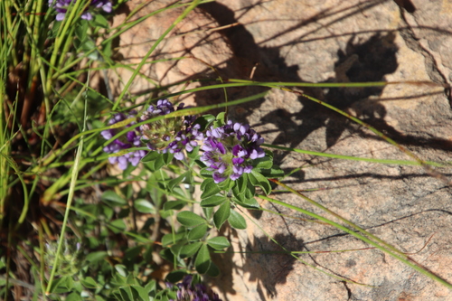 Image of Peninsula Dottypea (Psoralea fruticans) by (c) Tony Rebelo, some rights reserved (CC BY-SA)
