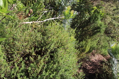 Indigofera filiformis
