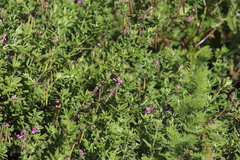 Indigofera filiformis