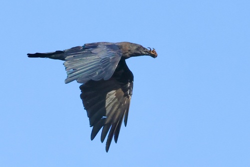 iNaturalist observation photo of Common Raven