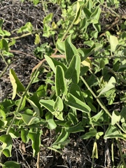 Cryptocarpus pyriformis