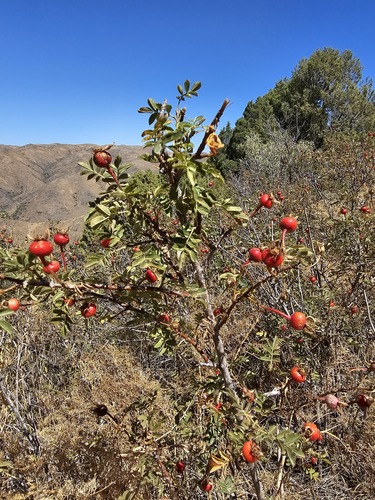 Rosa kokanica
