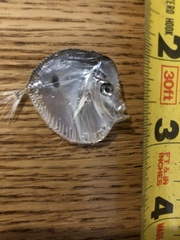 Selene setapinnis
