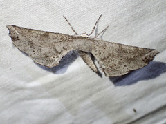 Parepisparis excusata