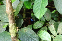 Phaenostictus mcleannani