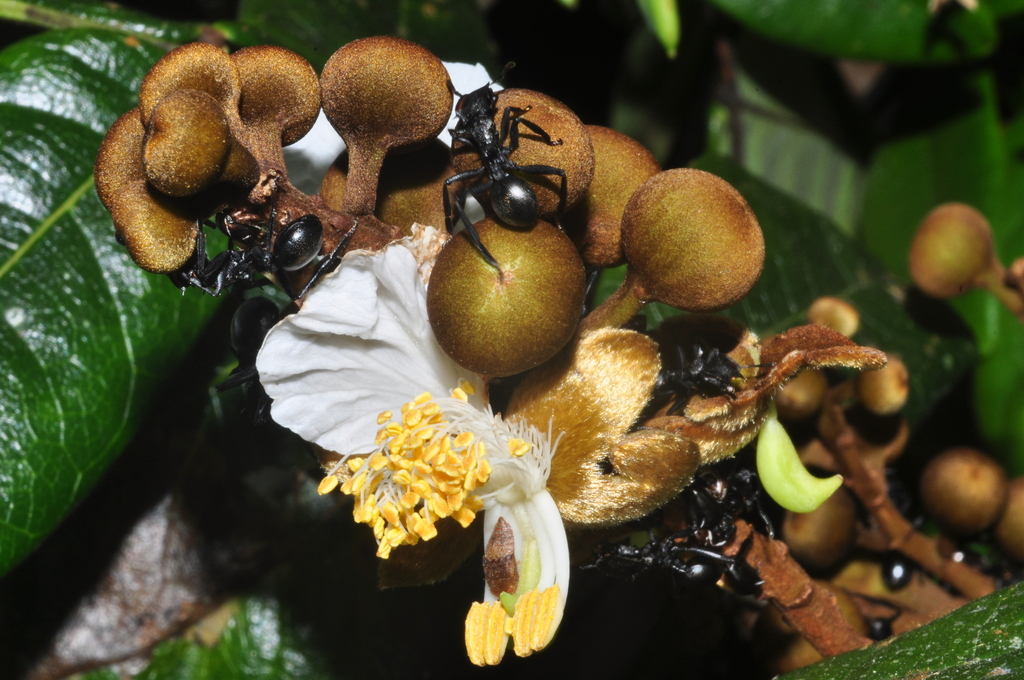 Swartzia pickelii