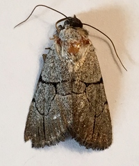 Sympistis greyi