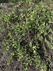 Cryptocarpus pyriformis