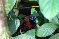 Phaenostictus mcleannani