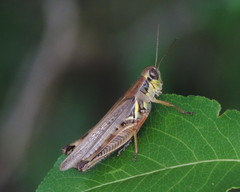 Melanoplus bispinosus