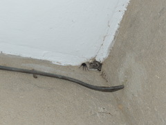 Segestria florentina