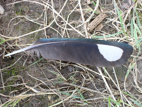 Plume de Pie bavarde