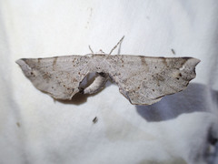 Parepisparis excusata