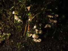 Rimbachia arachnoidea