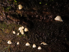 Rimbachia arachnoidea