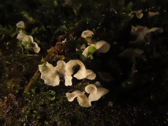 Rimbachia arachnoidea