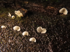 Rimbachia arachnoidea