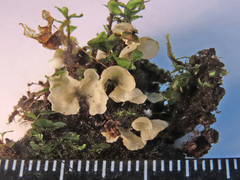 Rimbachia arachnoidea