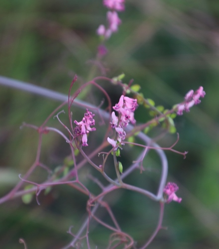 Image of Discocapnos mundtii by (c) Tony Rebelo, some rights reserved (CC BY-SA)