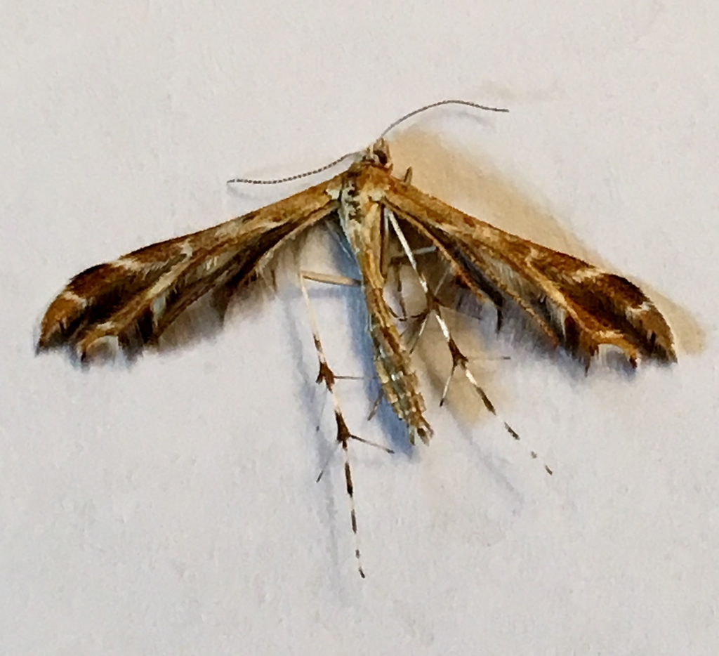 Hawkweed Plume Moth