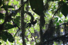 Premnoplex brunnescens